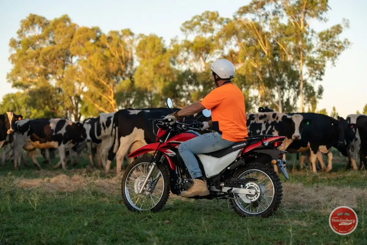 A rider in a hi-vis shirt and helmet on a red Honda XR190CT moving a herd of dairy cattle across a paddock at dusk